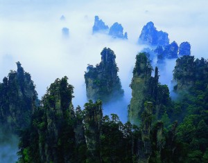Trees in China Trees in China- Jetsetter Jobs